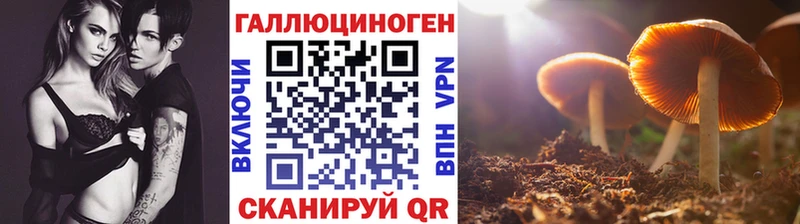 kraken рабочий сайт  купить закладку  Железногорск  Псилоцибиновые грибы Psilocybine cubensis 